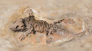 Учени "възкресиха" влечуго, живяло преди 290 млн. години