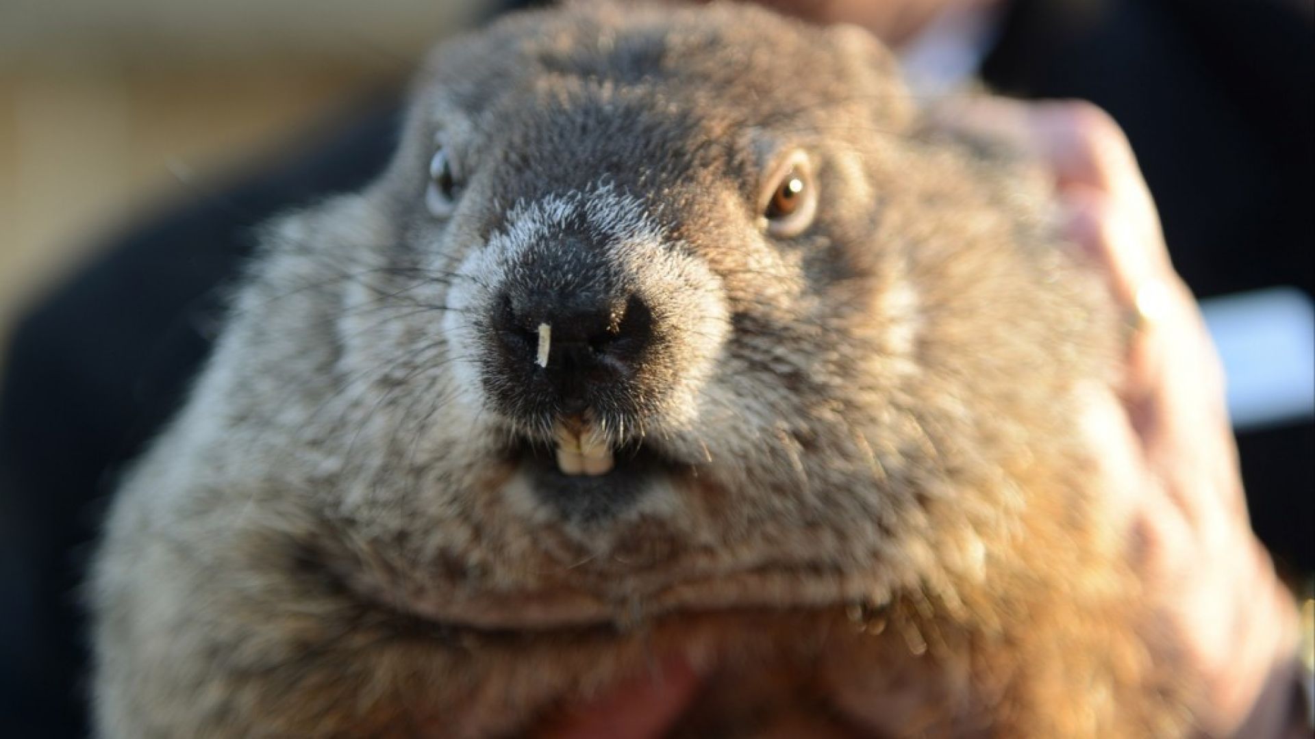 Мармотът Фил прочутият фолклорен метеоролог от градчето Пънксътоуни в