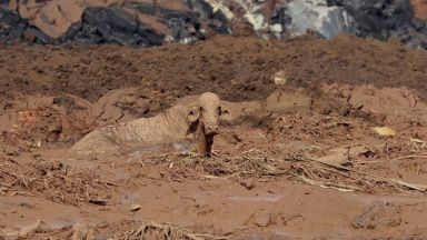 Смразяващи кадри - как токсичната кал помете всичко по пътя си в Бразилия