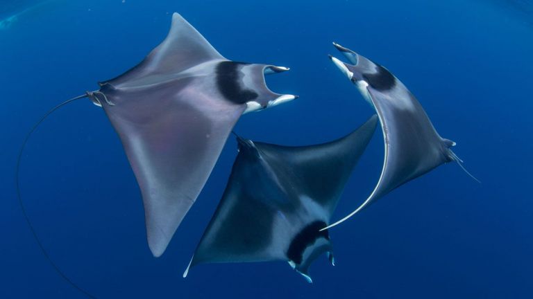 Отличените фотографии на Ocean Art 2018 
