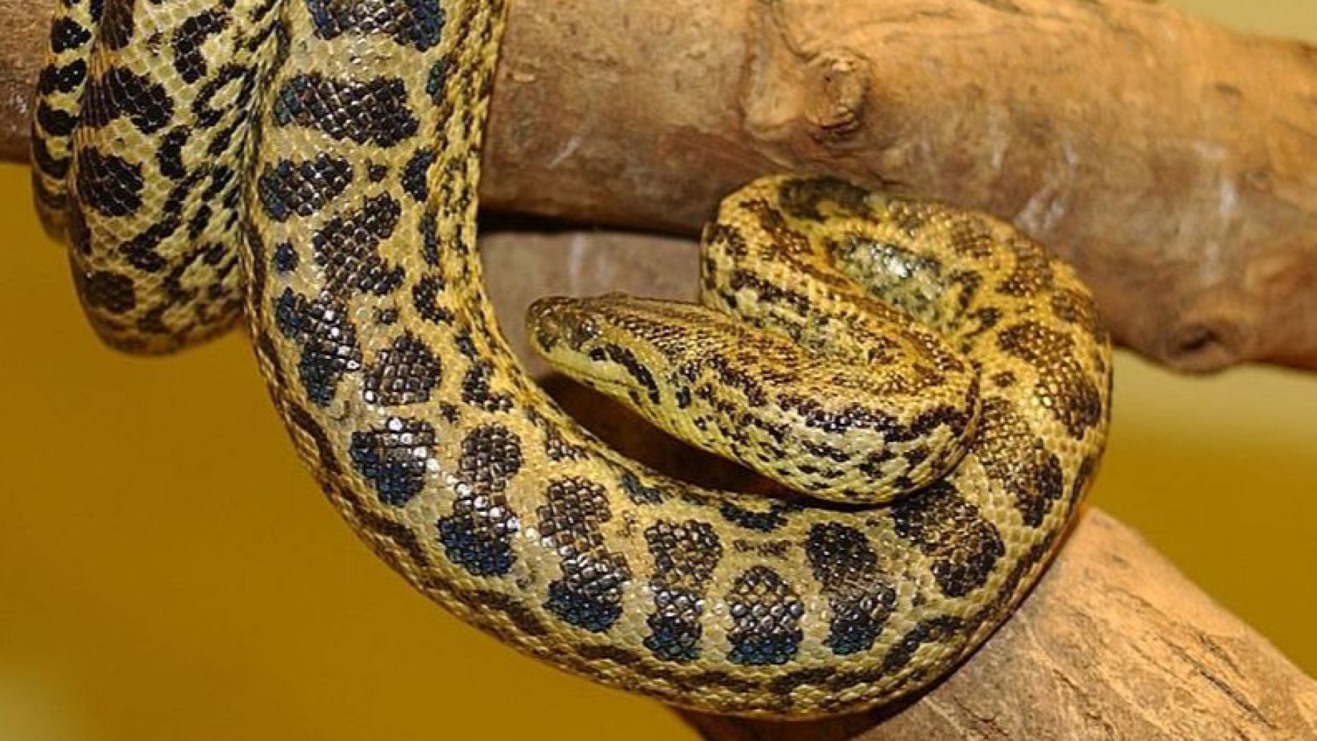 Змията, избягала в Пловдив, не е локализирана, утре продължават да я търсят 