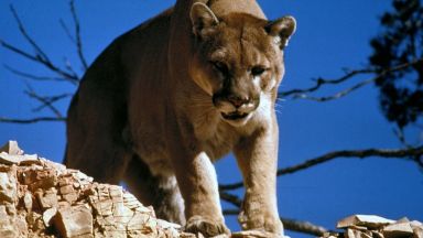 В зоопарка в Бургас пристигнаха и вече са настанени нови