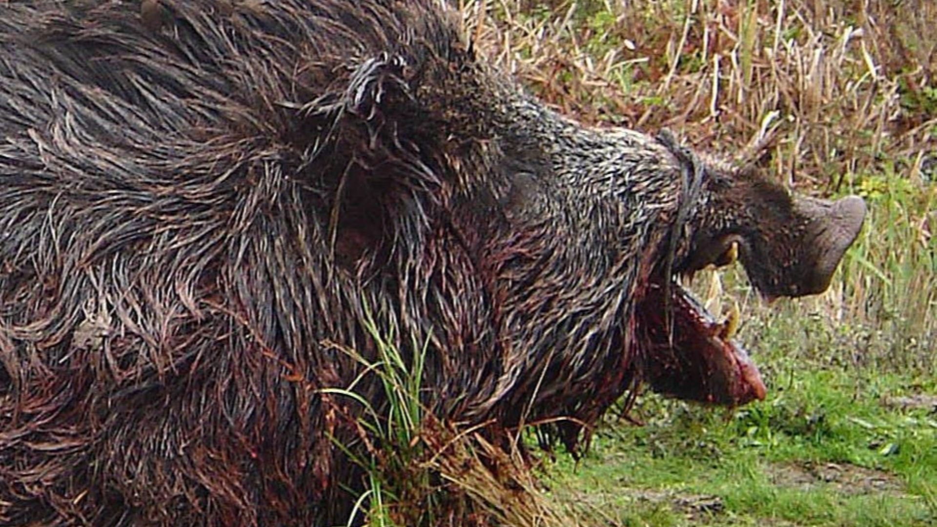 Мъртво диво прасе е намерено в габровското село Гергини След