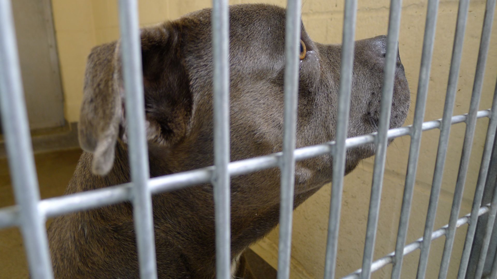 Питбул нападна 77 годишна софиянка в монтанското село Дългоделци Жената е