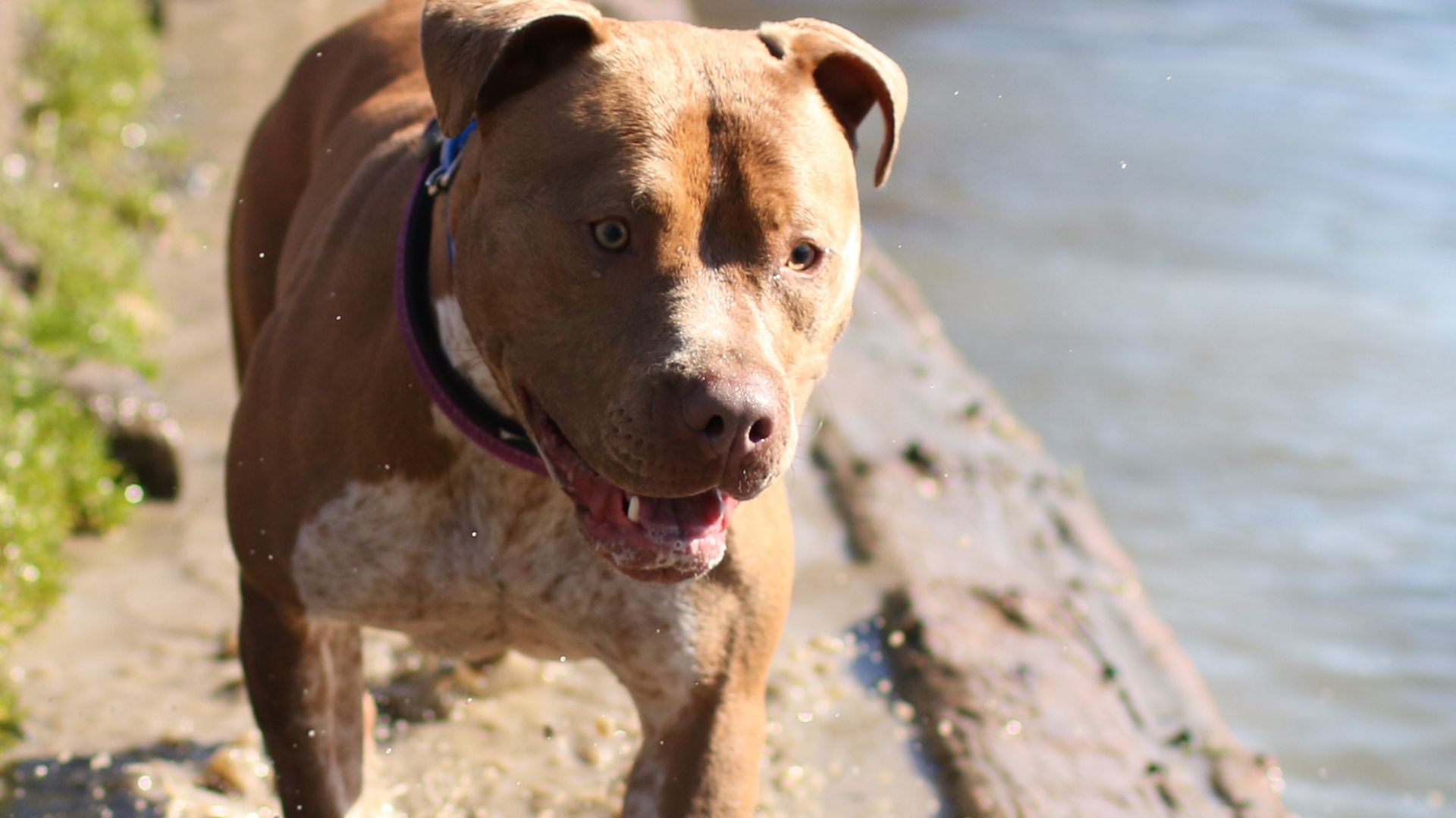 Побеснял питбул нападна най малко петима души в центъра на Хасково в