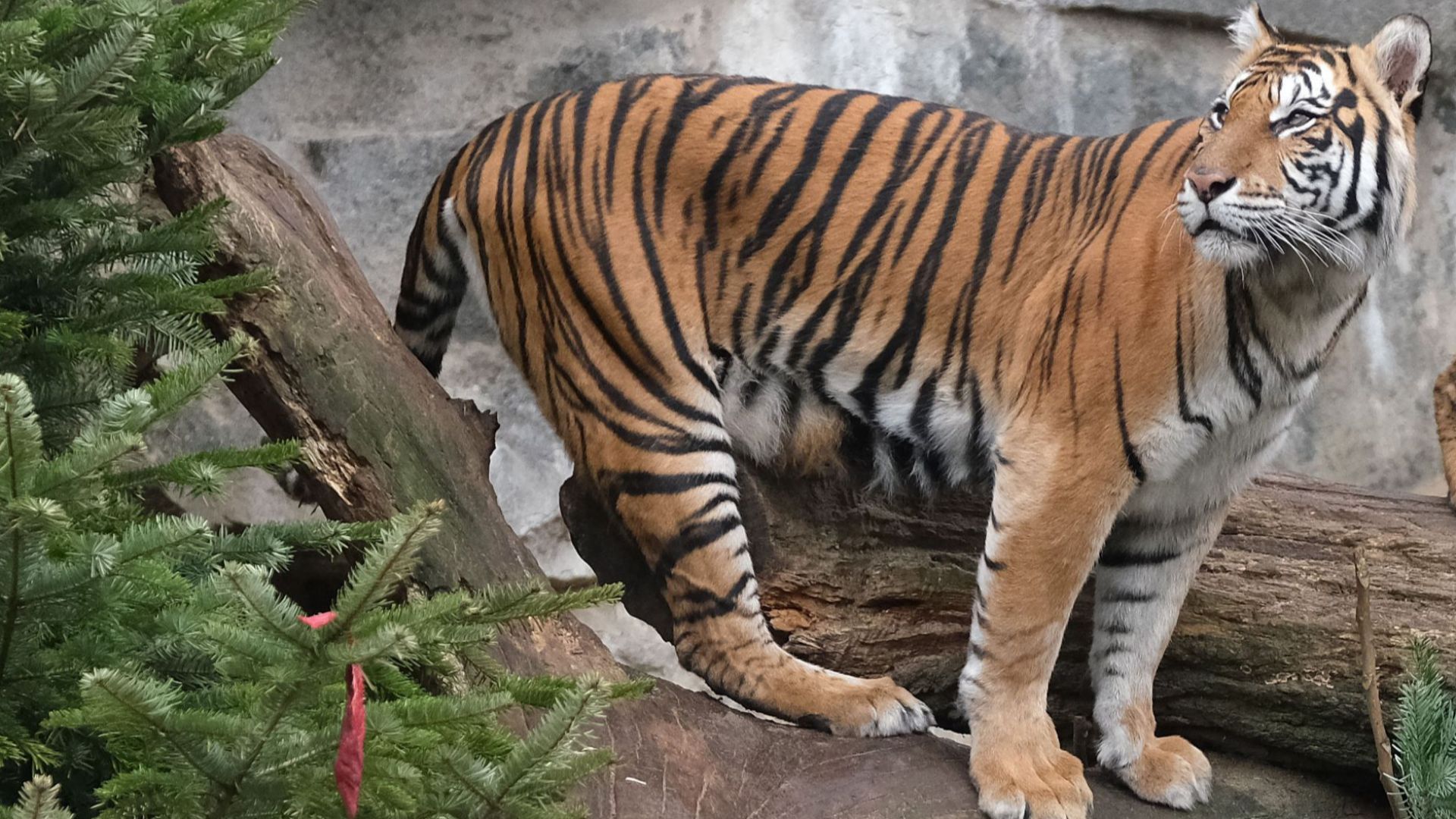 Суматранска тигрица в Лондонската зоологическа градина беше убита от потенциалния