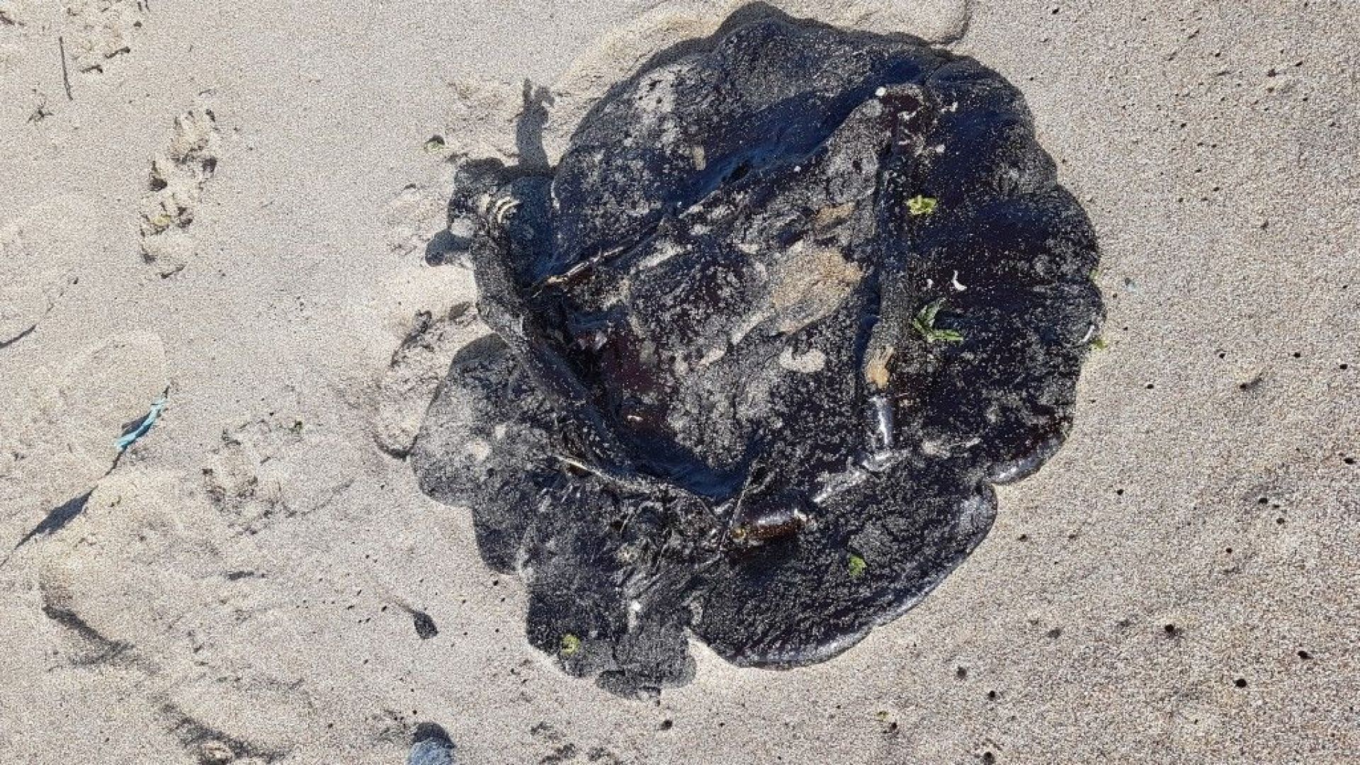 Огромни петна от мазут се появиха на къмпинг Добруджа край