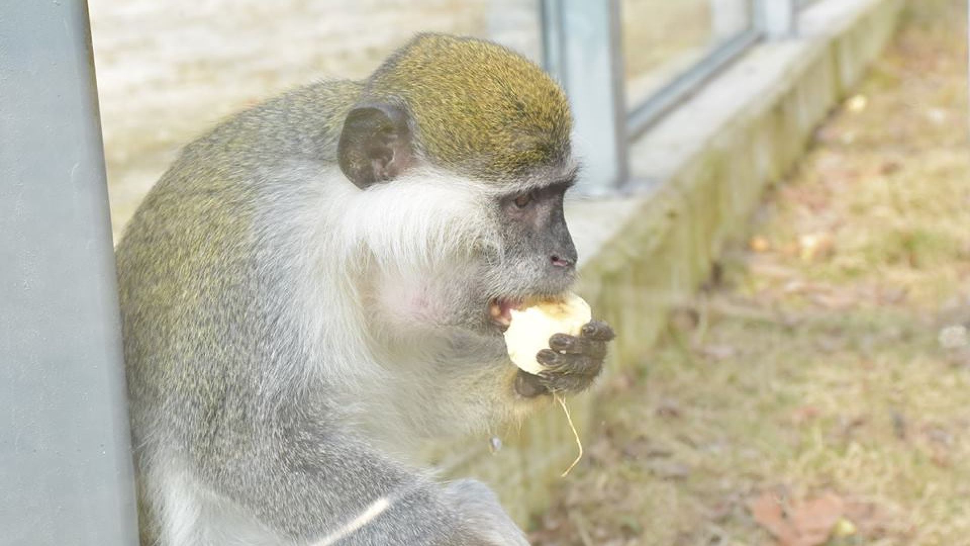 Община Пловдив подновява работата по Зоологическата градина Това обяви пред