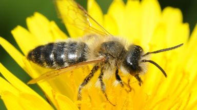 Насекомите намаляват застрашително