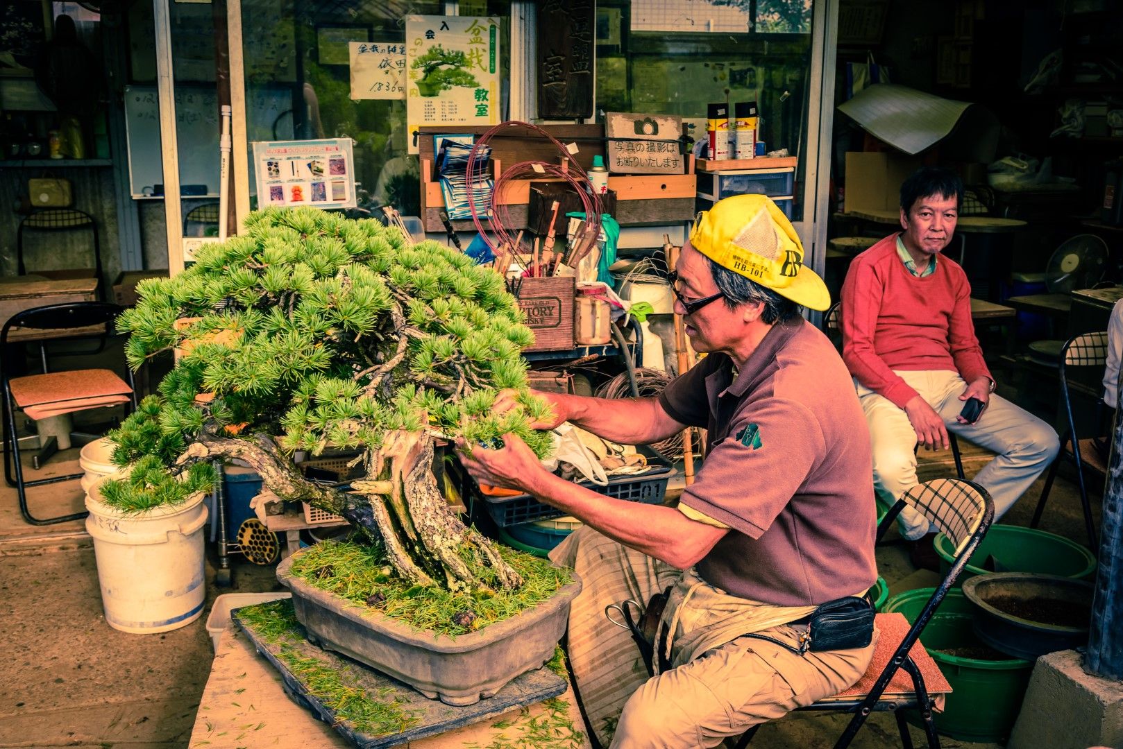 Майстор на бонсай в японското селище Сайтама, откъдето са откраднати и седемте дървета