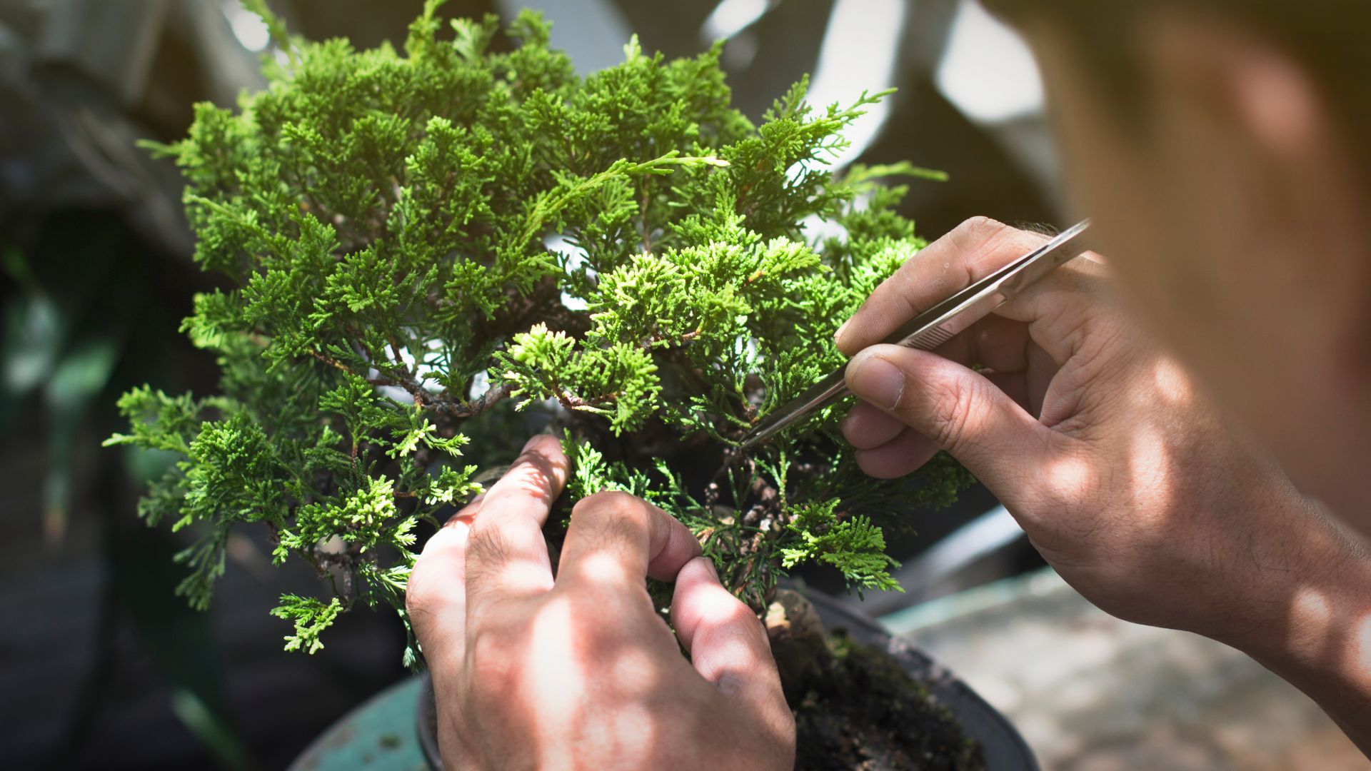 Сейджи Лимура и съпругата му Фуюми заявиха че ценните миниатюрни