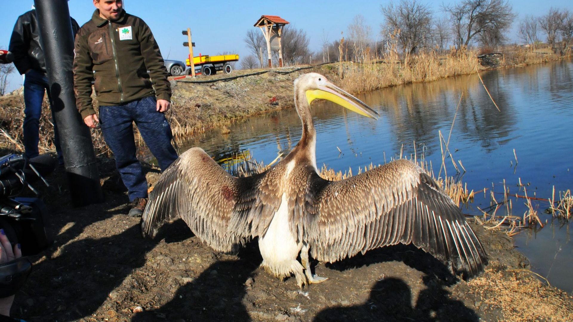 Розов пеликан и още 40 защитени птици бяха пуснати на свобода