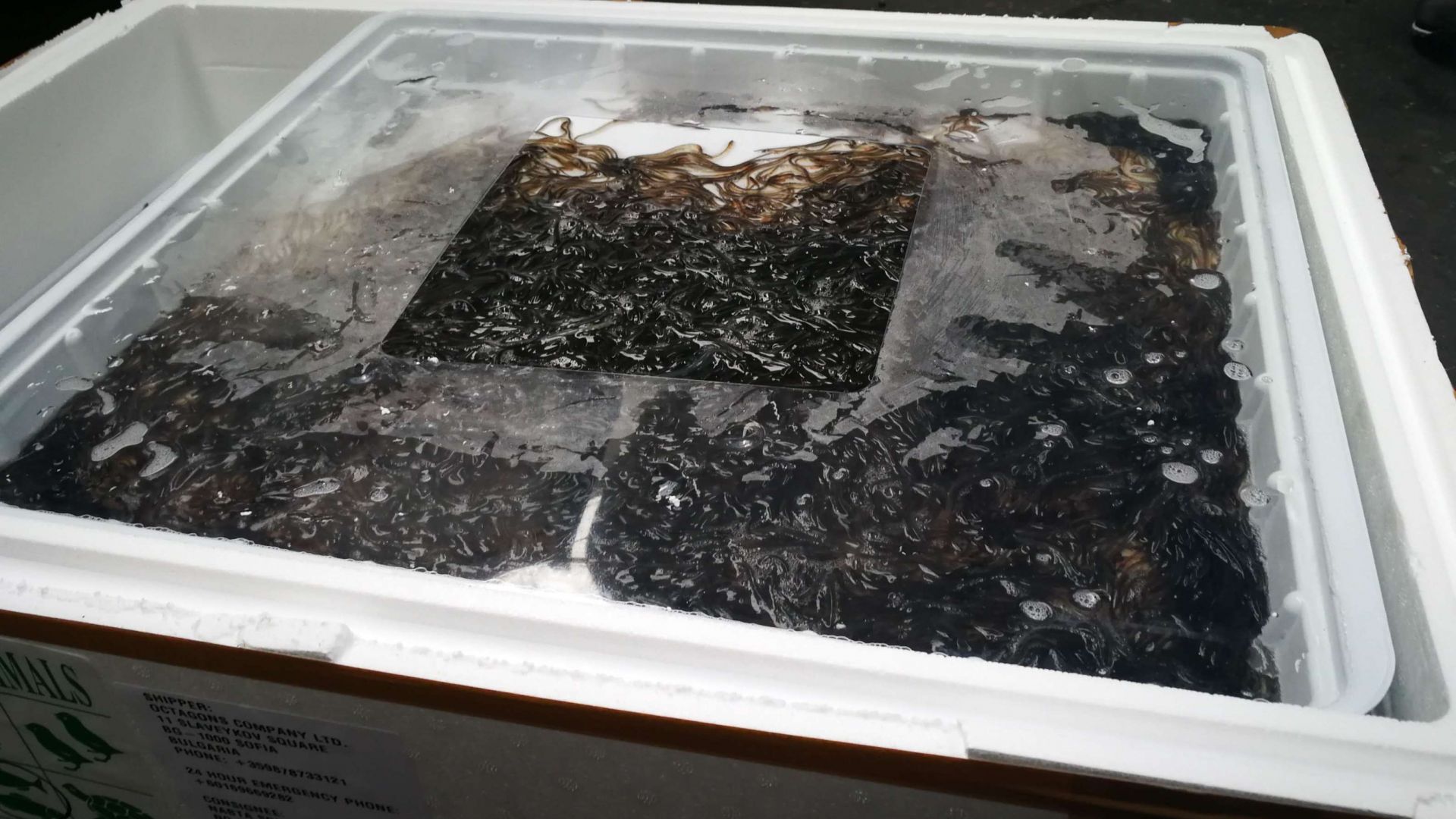 Хванаха пратка с 200 кг скъпи застрашени змиорки на Летище София (снимки)