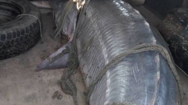 С пет години се удължава забраната за улов на застрашени