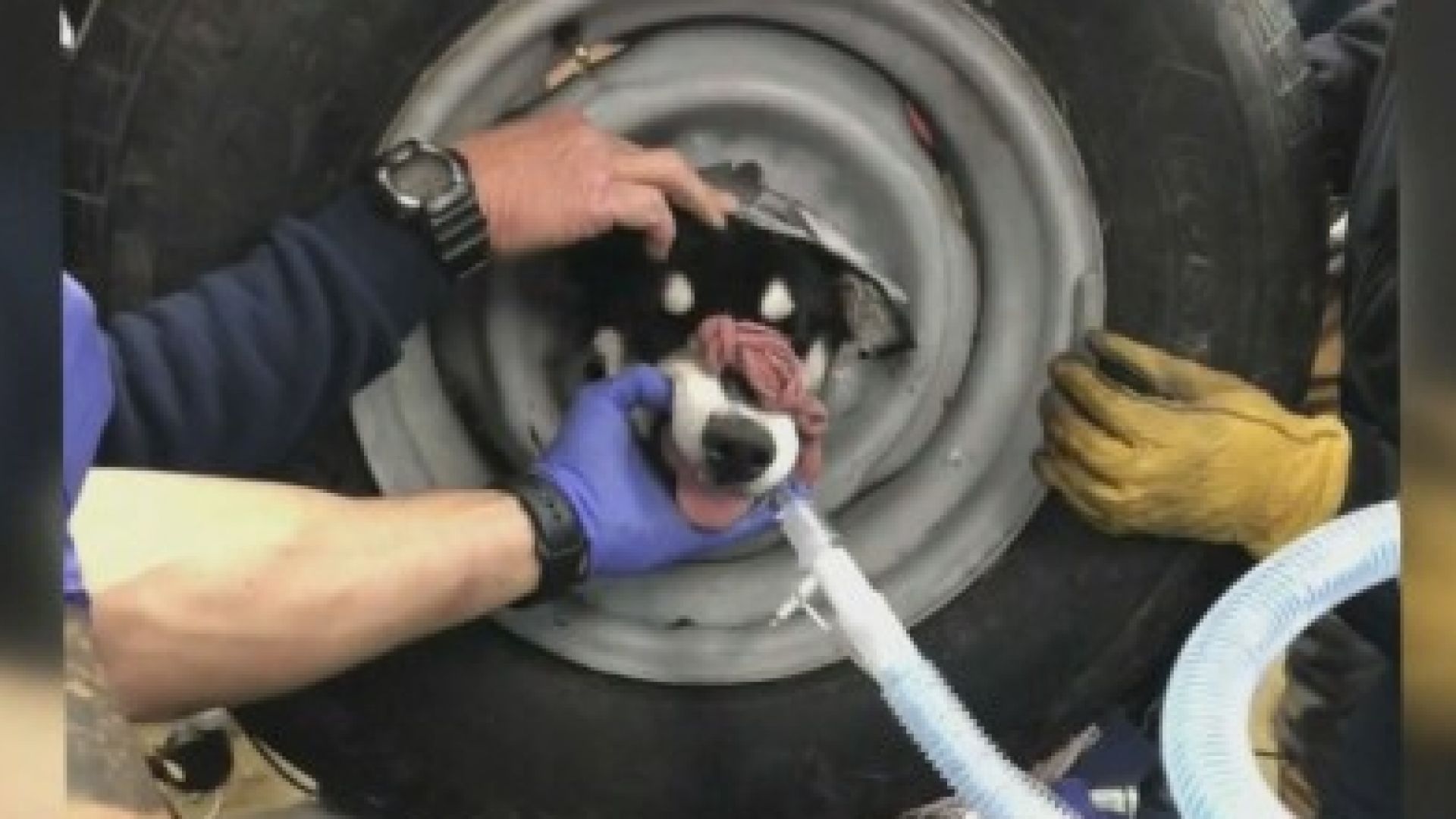 В Деня на домашните любимци в САЩ кучето Бам Бам