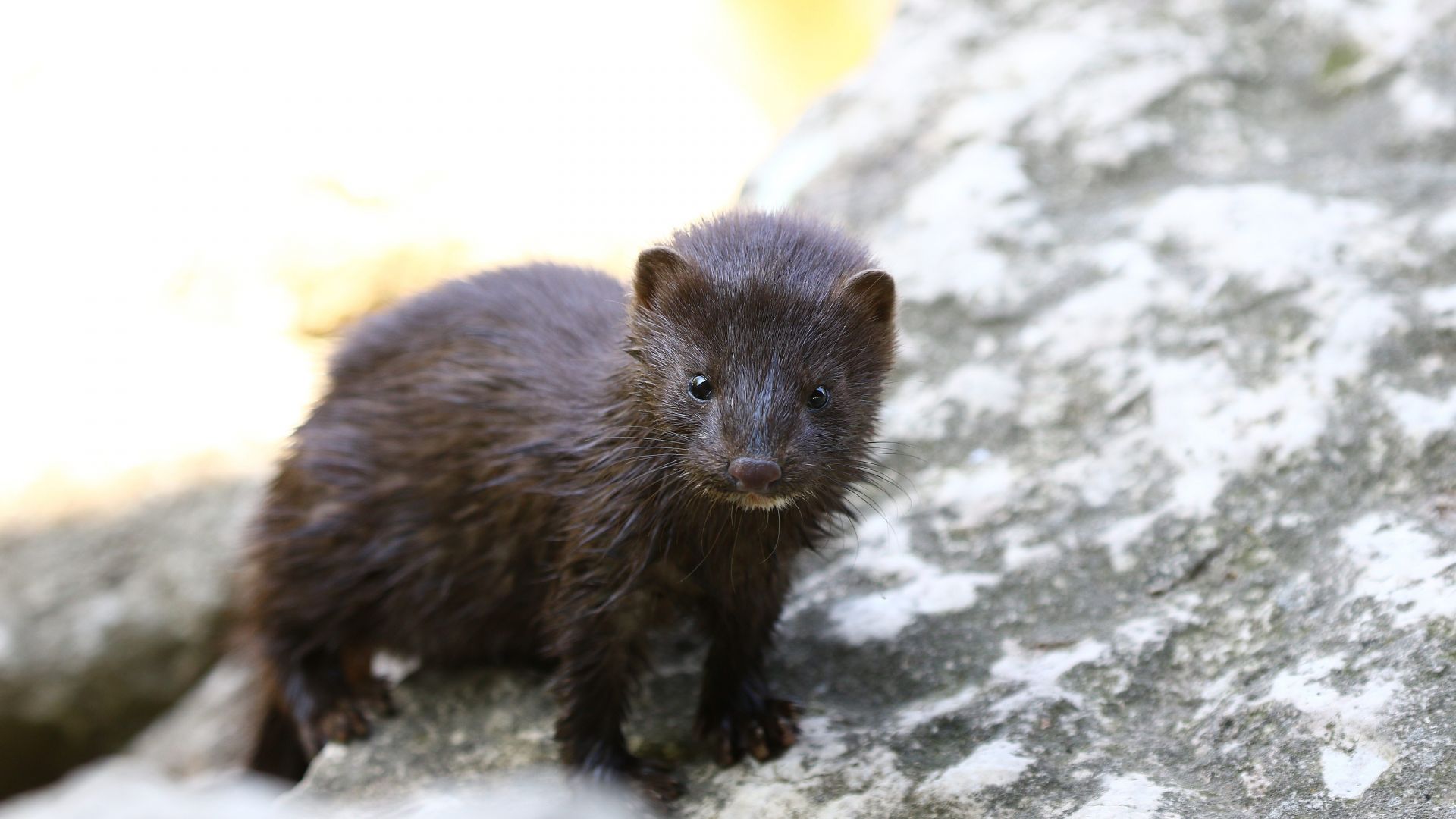 Норки тормозят жителите на няколко села в Старозагорско Дребните хищници