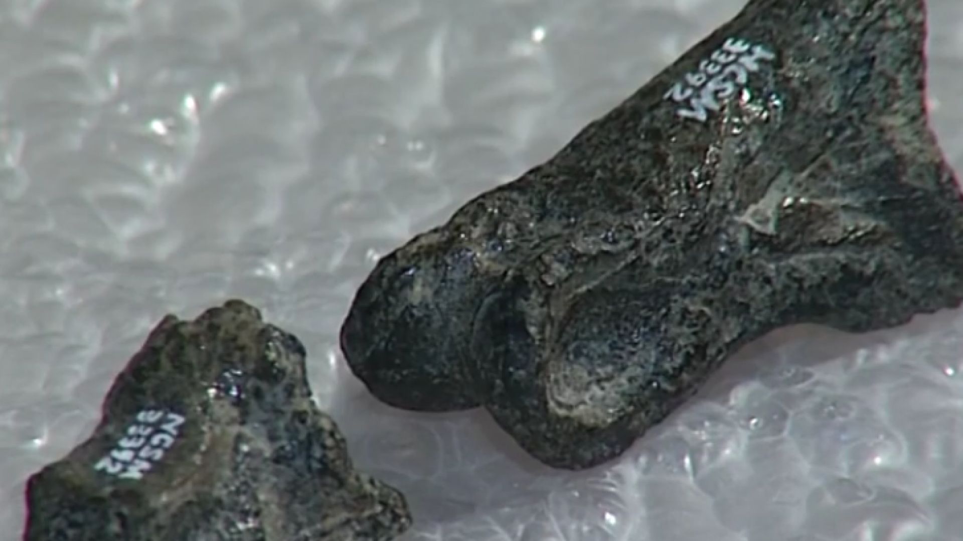 Специалисти откриха фосили от динозавър който е братовчед на Тиранозавър