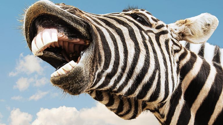 Защо зебрите са на ивици? Любопитен експеримент (снимки)