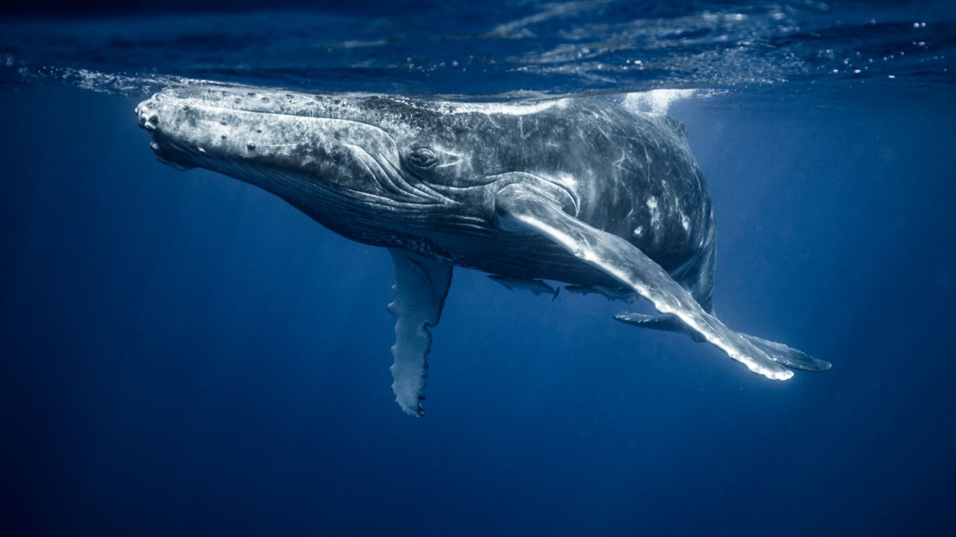 Мъртъв кит открит в... амазонската джунгла
