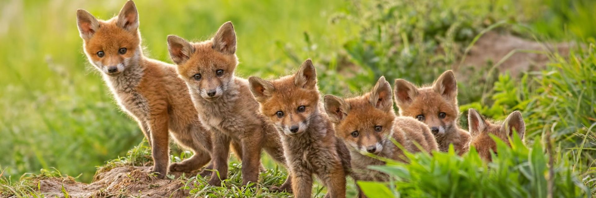 Няколко признака за настъпването на пролетта