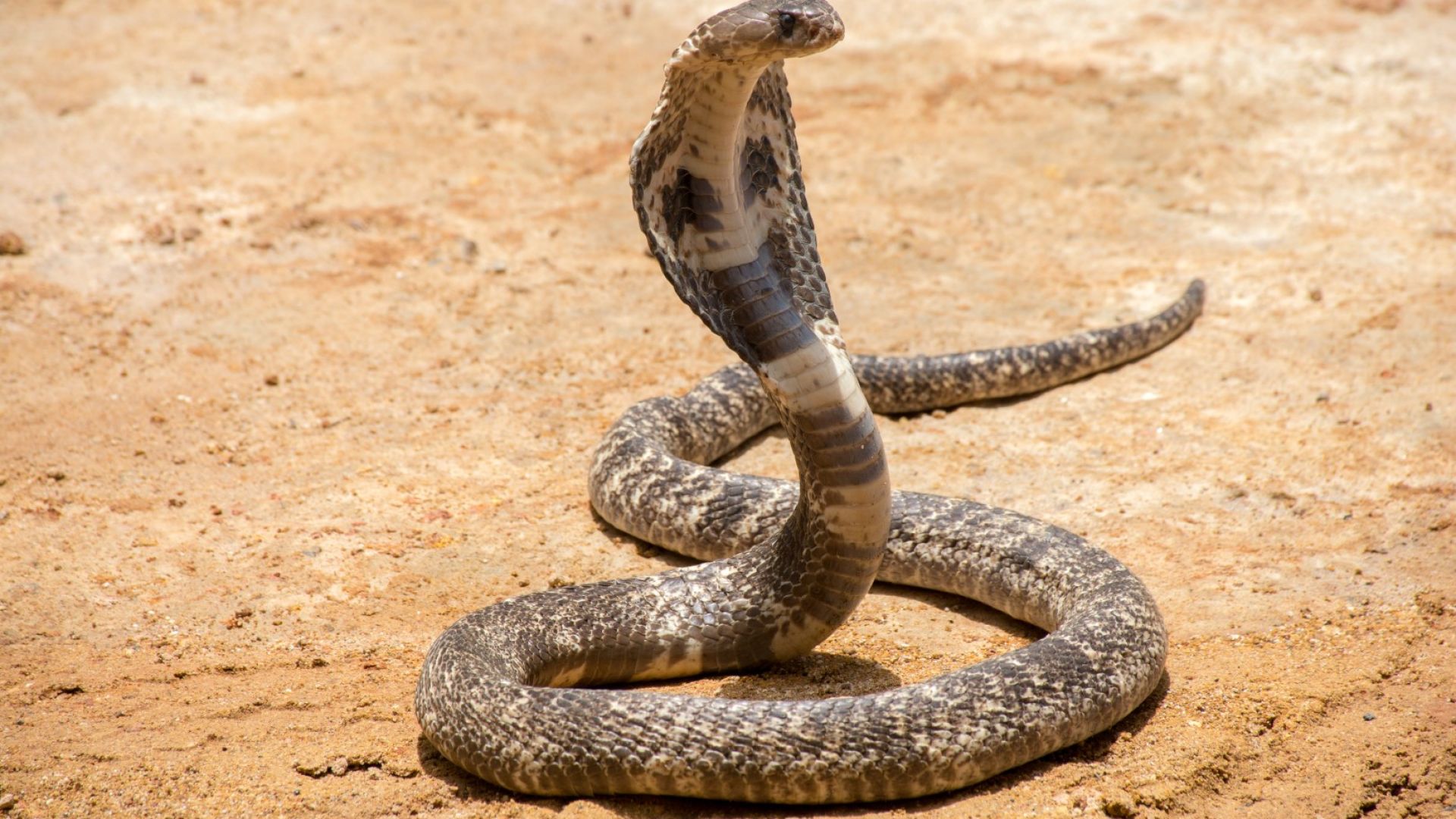 Мъж спаси бременната си съседка от 4-метрова кобра