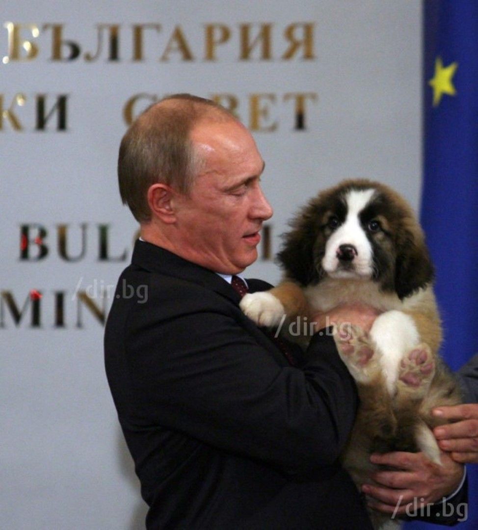 Владимир Путин и кутрето, което нарича Бъфи