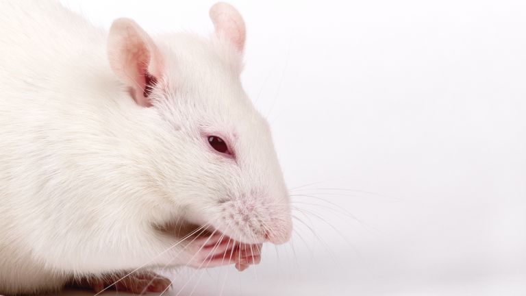 Създадоха мишки с инфрачервено зрение