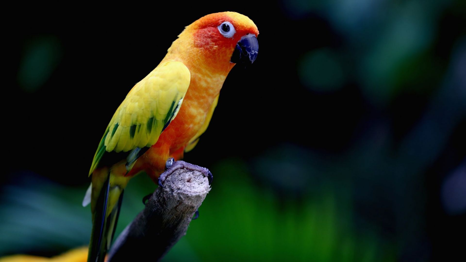 Папагали пристрастени към опиума извършват редовни набези над маковите плантации