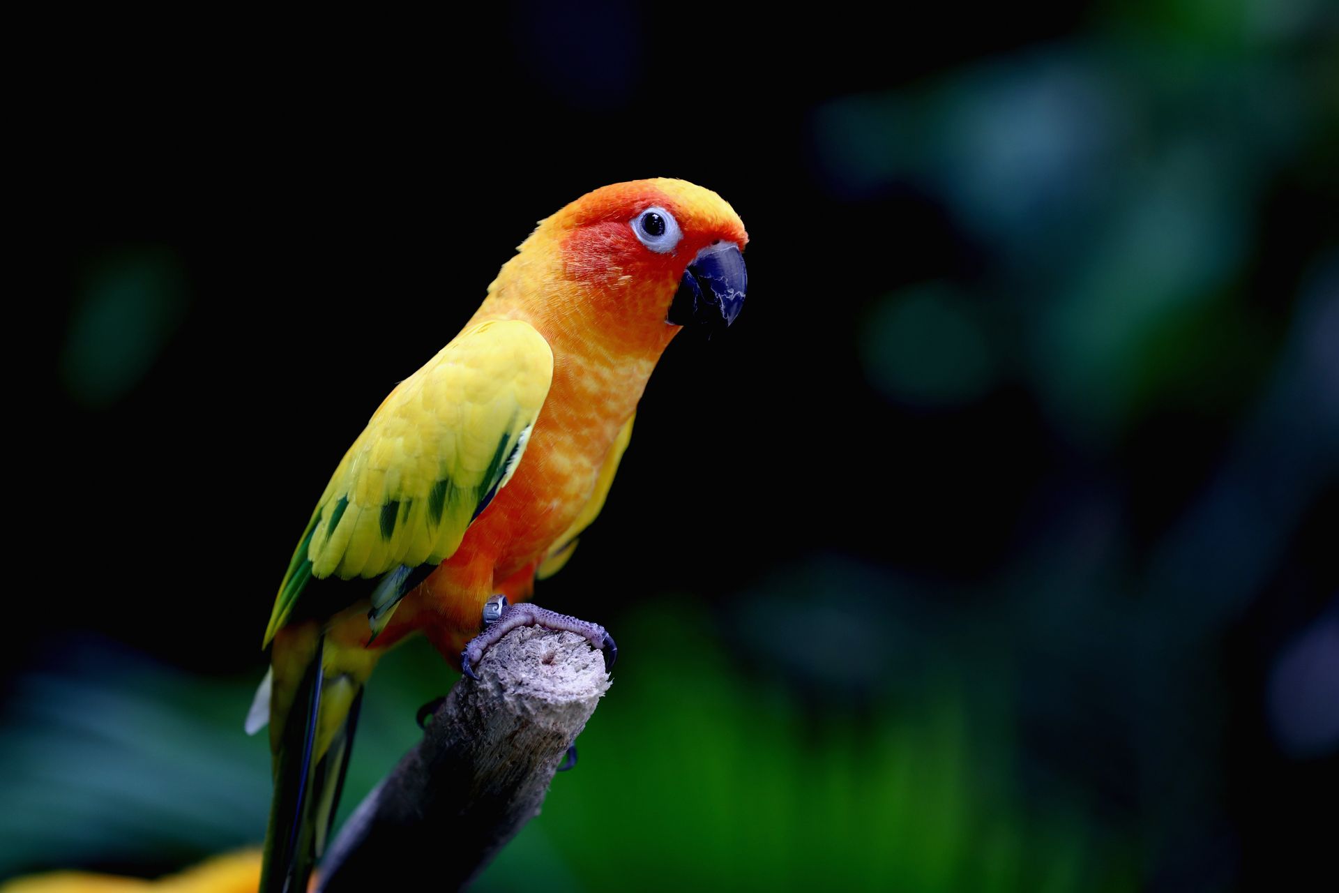 Възрастна британка научи папагала си да пее силно оперни арии, за да тормози съседите