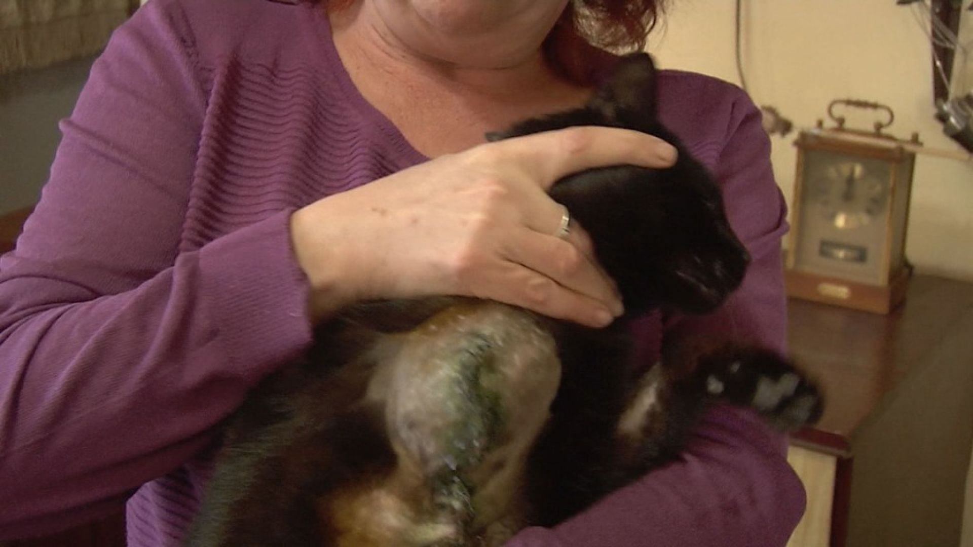 Неизвестен стрелец гърми с въздушна пушка по домашни котки в