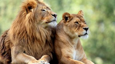 Лъвът Зевс който избяга тази нощ от зоопарка в Манавгат