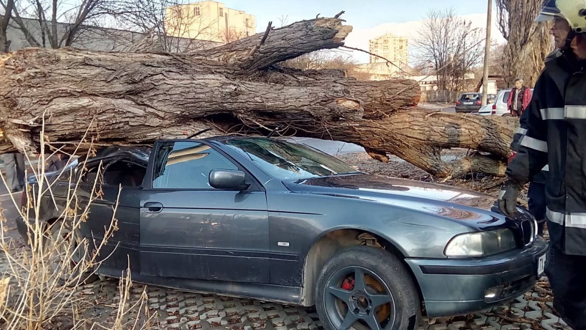 Стара топола съборена при силна буря в Добрич падна върху
