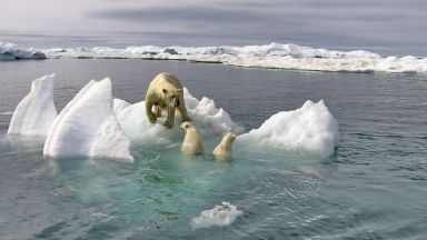С колко е намалял арктическият лед за 40 години (видео)