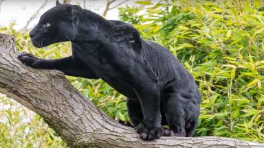 Ягуар нападна селфи-любителка в американски зоопарк (видео)