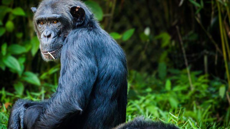 Откриха нова прилика между възрастните шимпанзета и хората