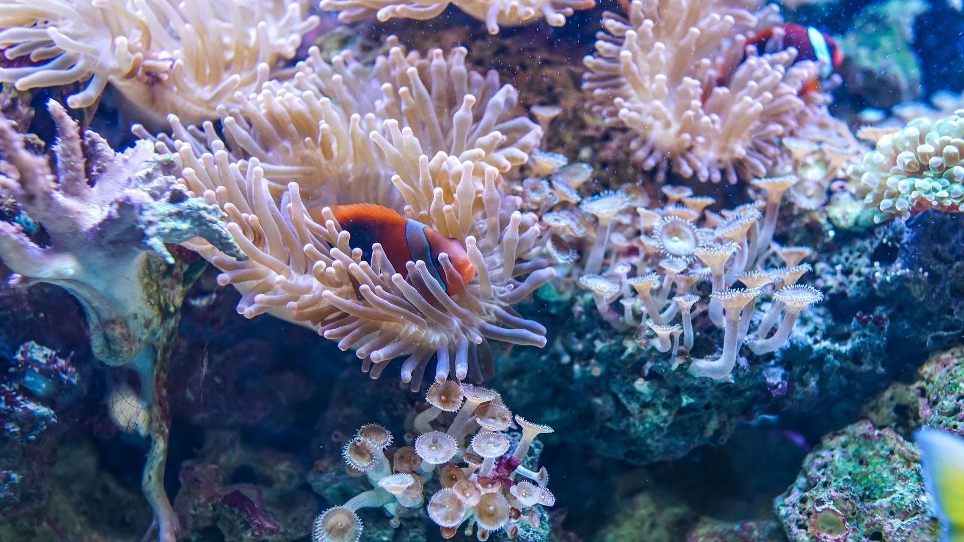 Учени откриха коралов риф край Италия
