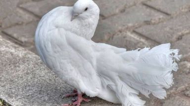Пощенски гълъб беше продаден за 1,25 милиона евро на търг