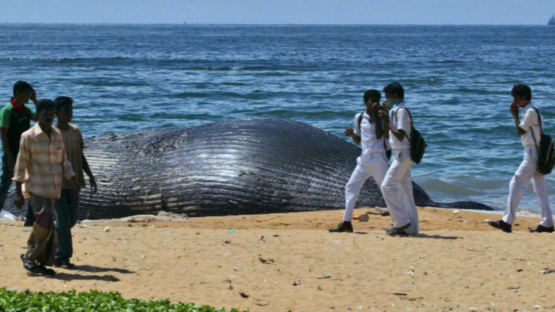 Мъртъв кит който бе открит по рано този месец изхвърлен на