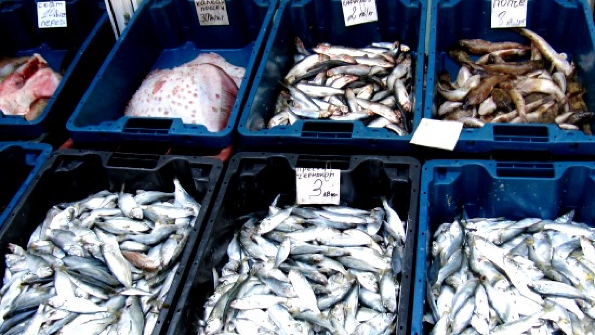 По около половин тон улов на ден имат рибарите от