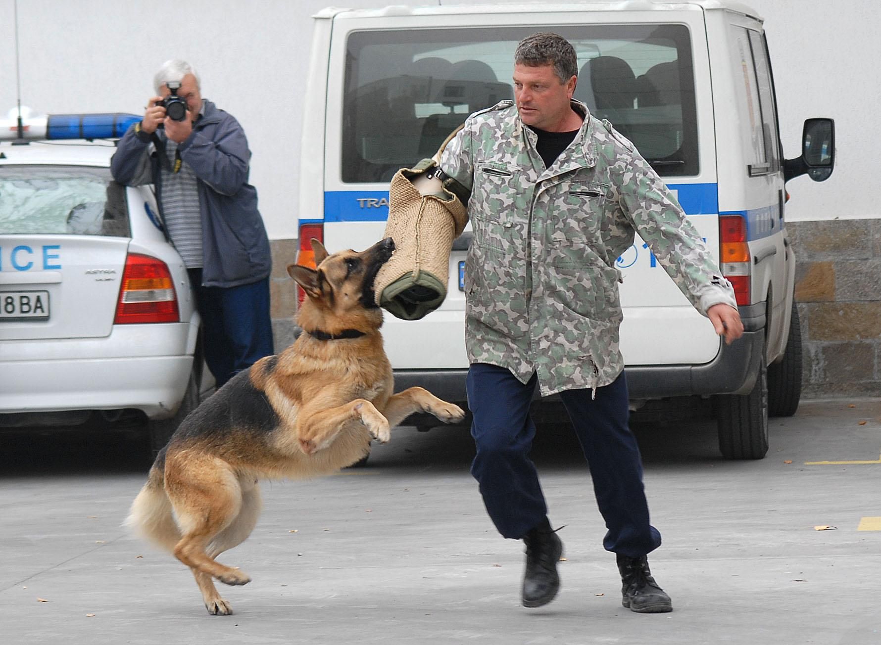 Зрелищна демонстрация на полицейско куче 
