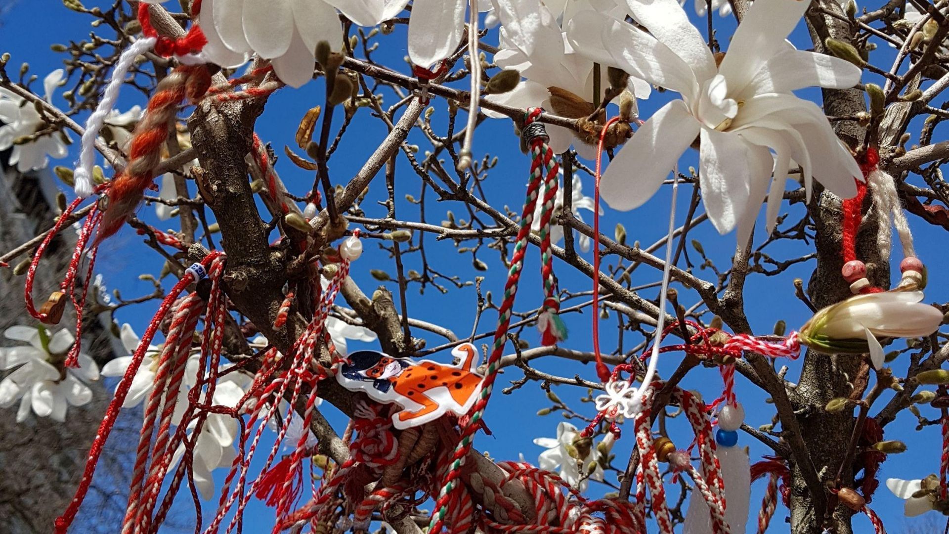 Магнолиите на центъра във Варна разцъфтяха и пръскат магията на