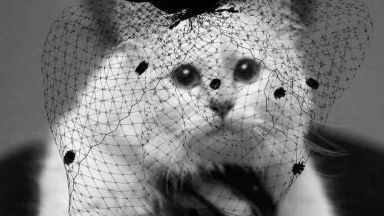Котката на Лагерфелд с колекция в негова памет