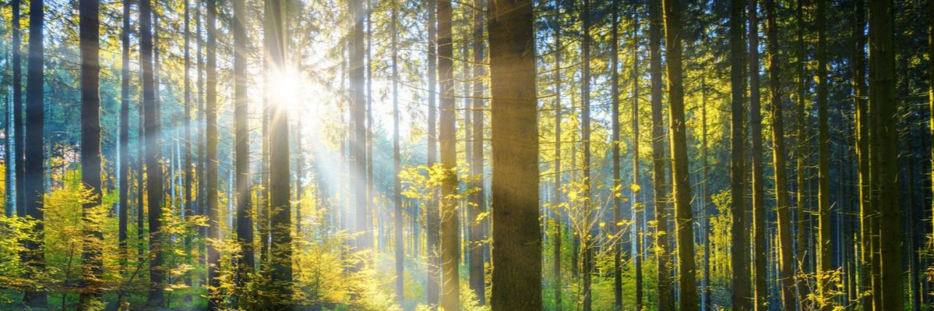 Днес е денят на горите (галерия страхотни снимки)