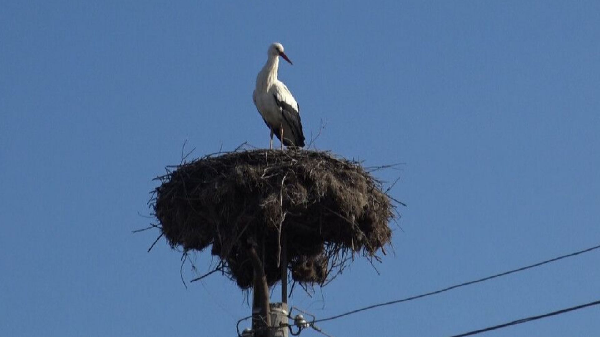 Млад щъркел е бил прострелян в пограничния град Хаджидимово Това