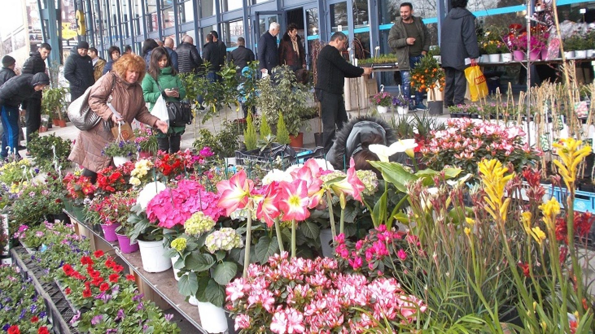 Петметрови палми ще бъдат показани за първи път на изложбата