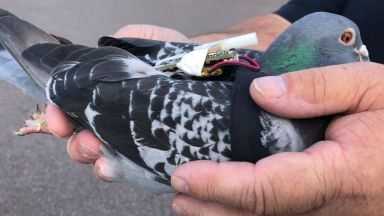 Арестуваха пловдивчанин убил гълъб с въздушна пушка съобщи TrafficNews Сигналът