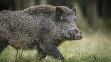 Оправданието за бракониерския лов на бившия шеф на ДАНС - куцо диво прасе