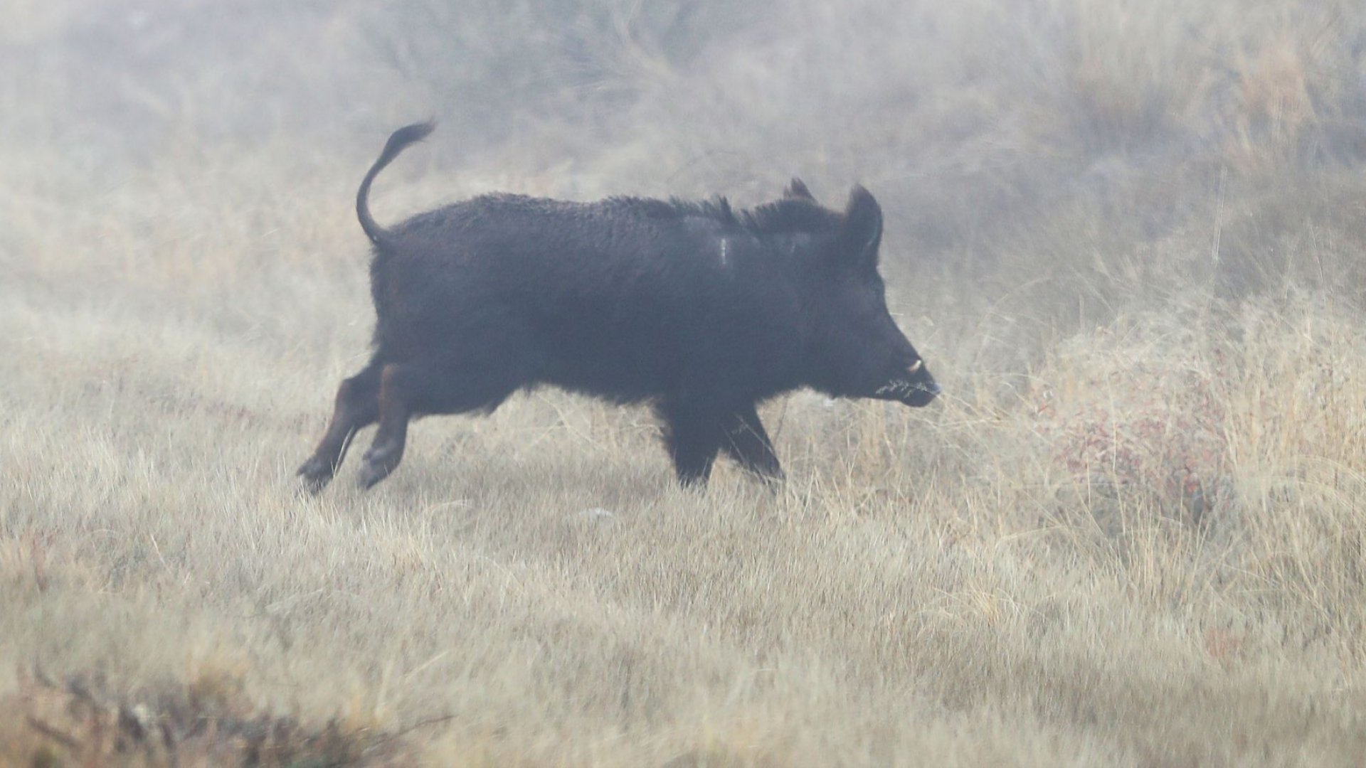 Българската агенция по безопасност на храните БАБХ констатира нови случаи