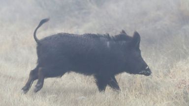 Нови случаи на Африканска чума при диви свине в Силистра и Добрич
