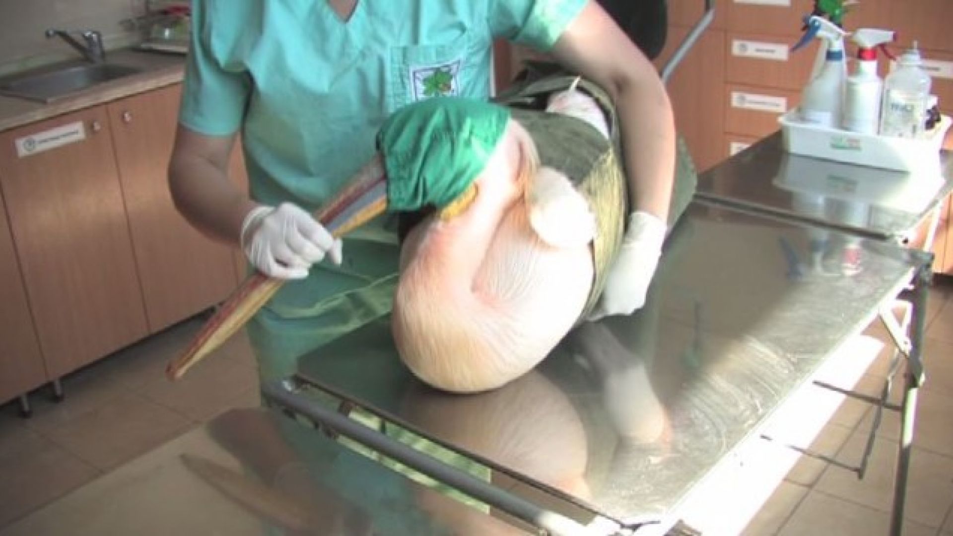 Отново стрелба по защитена птица розов пеликан е бил